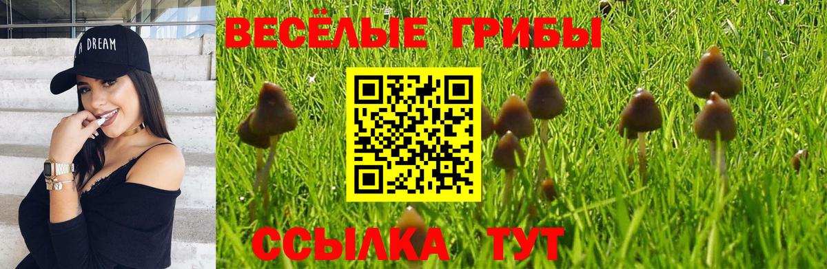 Галлюциногенные грибы Psilocybe Кизляр